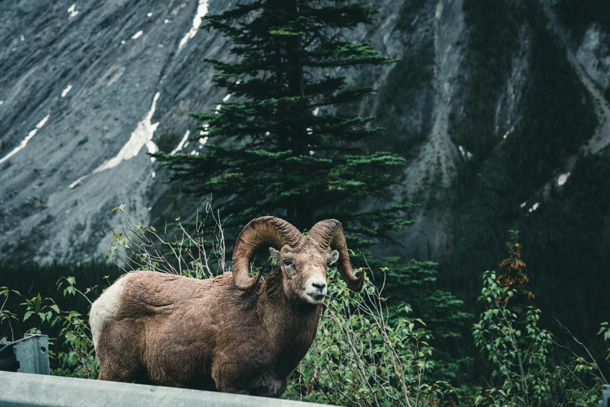a ram standing on a mountain road | Prohunters