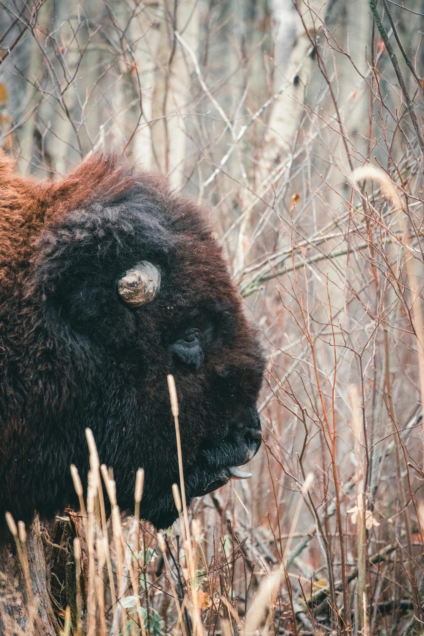 wild bison at elk island national park 1 | Prohunters