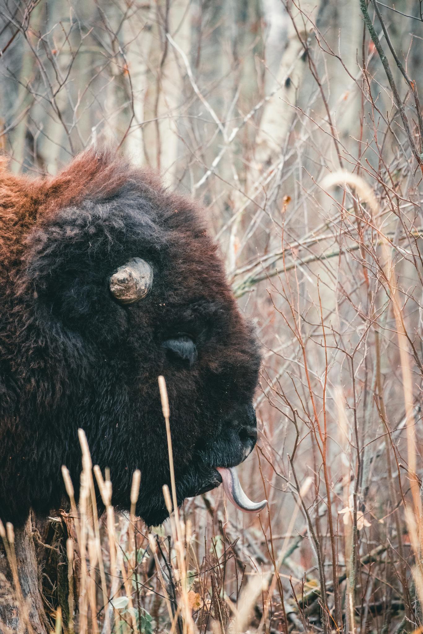 wild bison at elk island national park | Prohunters
