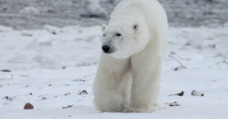 Polar bear hunting