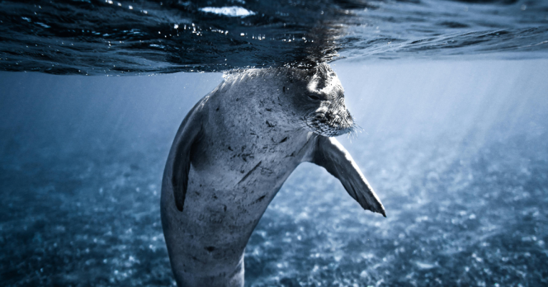 Mediterranean monk seal