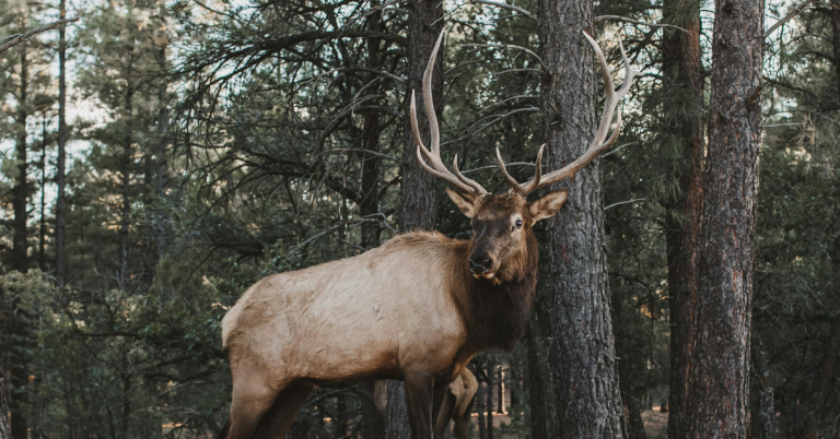 elk hunting guide