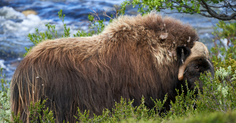 musk ox hunting guide