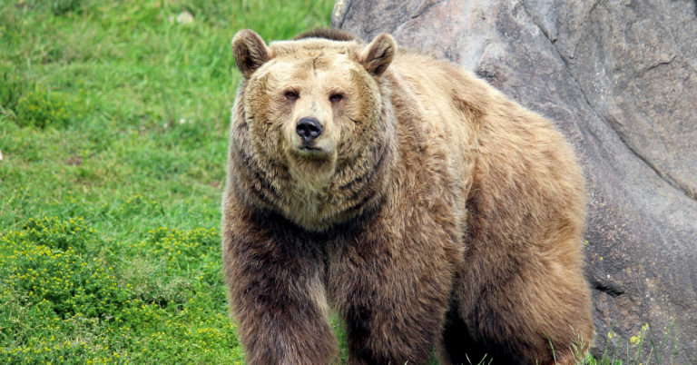 grizzly bear hunting guide