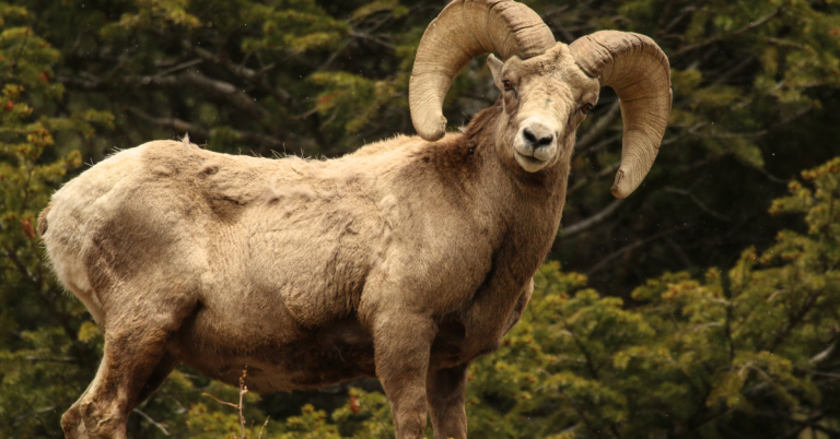 Bighorn sheep hunting guide