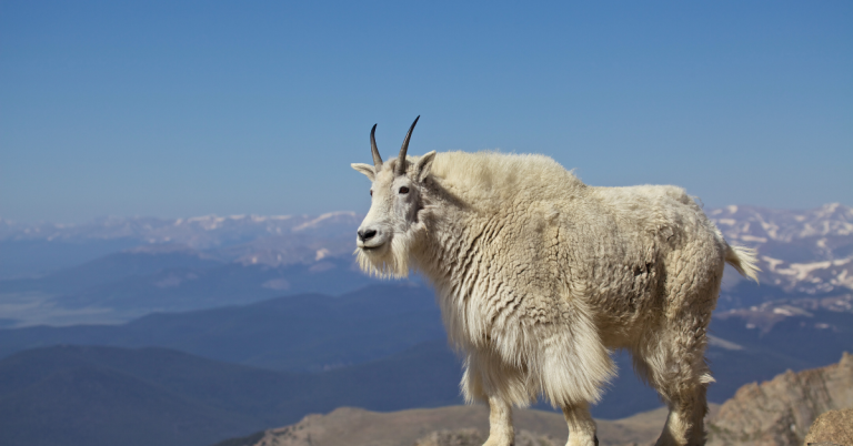 Mountain goat hunting guide