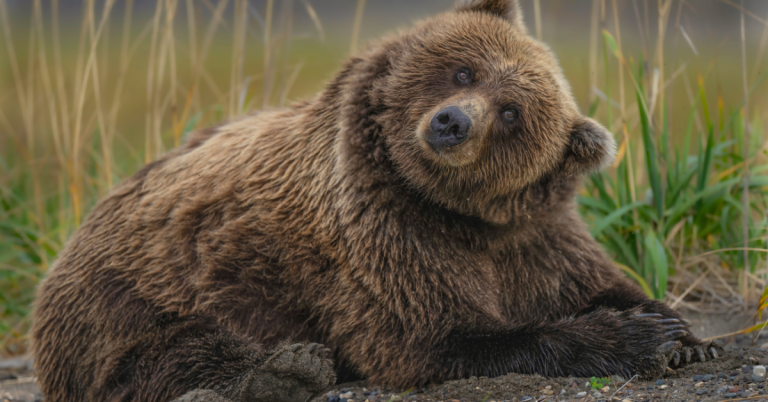 Alaska Peninsula Brown Bears hunting guide