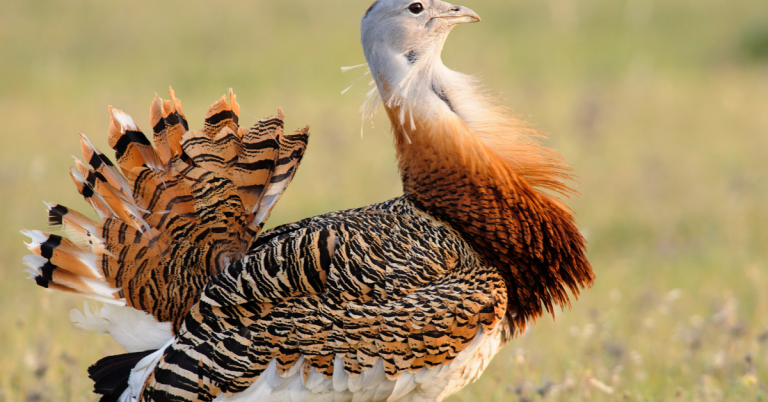 bustards hunting guide