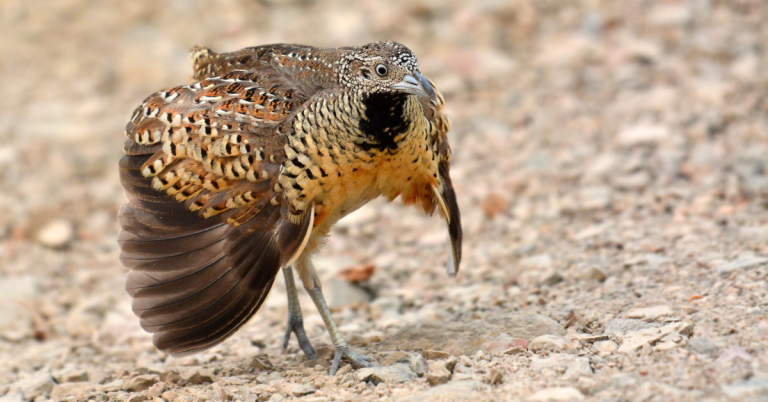 Buttonquail hunting guide