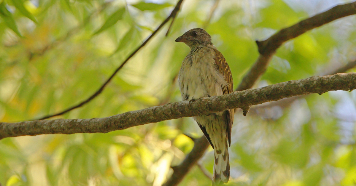 Honeyguide hunting guide