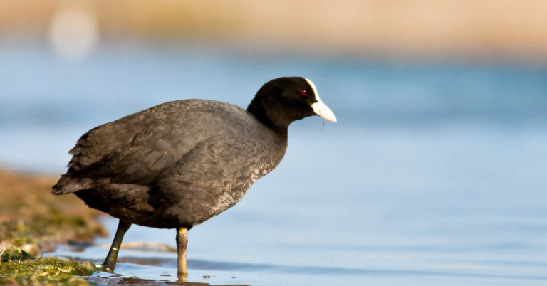 Coots hunting guide