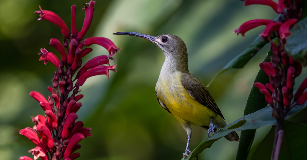 Spiderhunter hunting guide