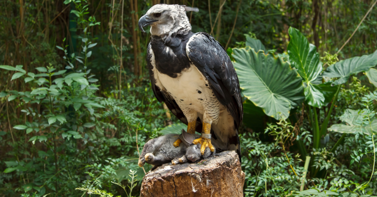 Harpy eagle hunting guide