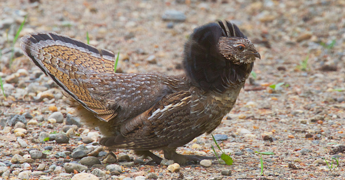 Grouse hunting guide