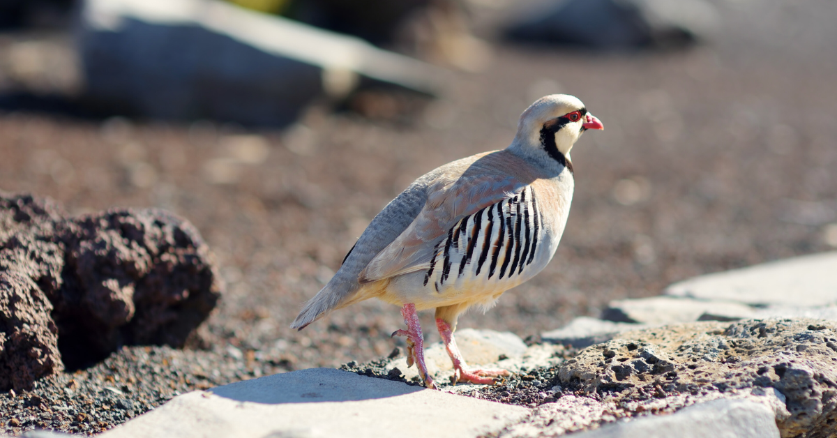 Chukar hunting guide