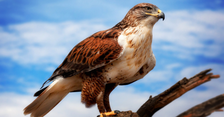Ferruginous hawk hunting guide