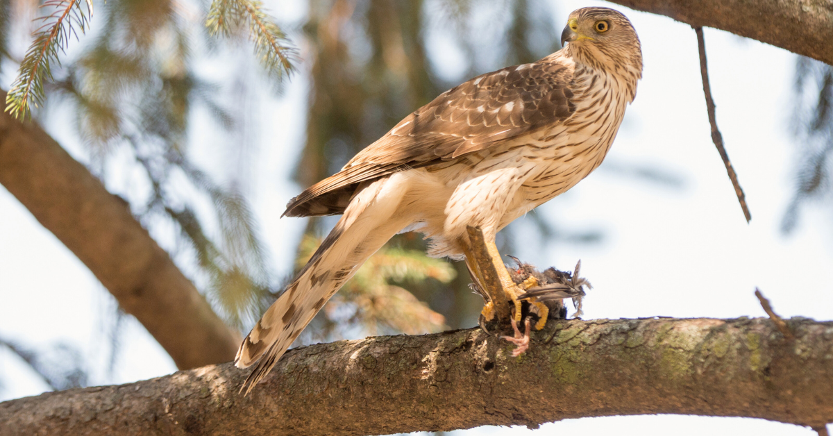 Cooper's hawk hunting guide