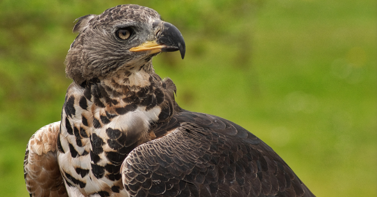 Crowned eagle hunting guide