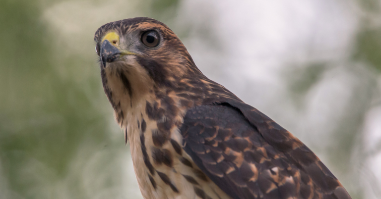 broad-winged hawk hunting guide