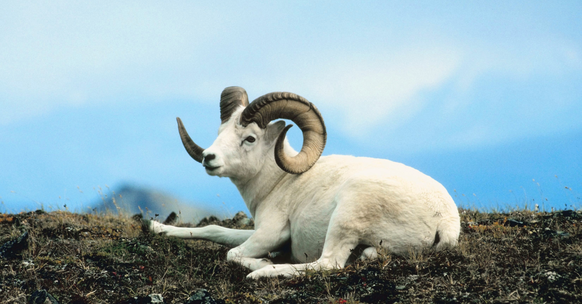 Dall sheep hunting guide