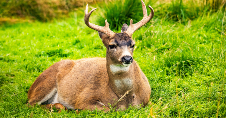 Sitka deer hunting guide