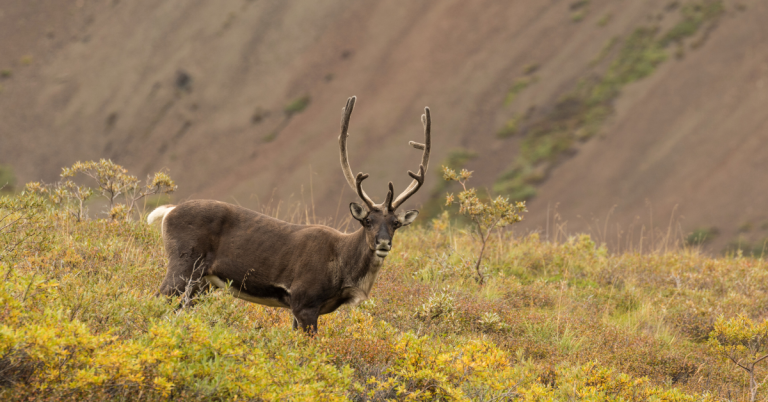 Barren-ground caribou hunting guide