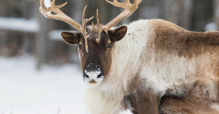 Boreal woodland caribou hunting guide