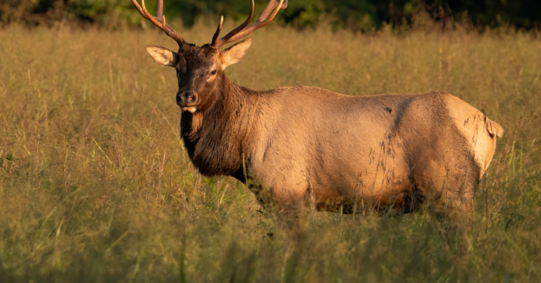 Rocky Mountain elk hunting guide