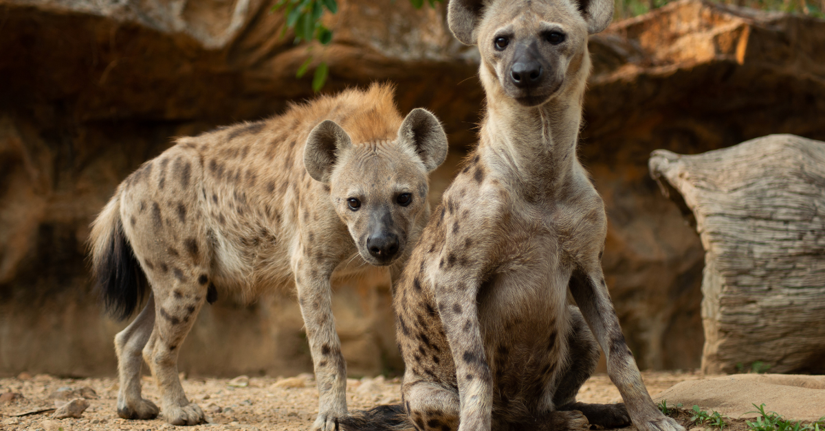 hyenas hunting guide