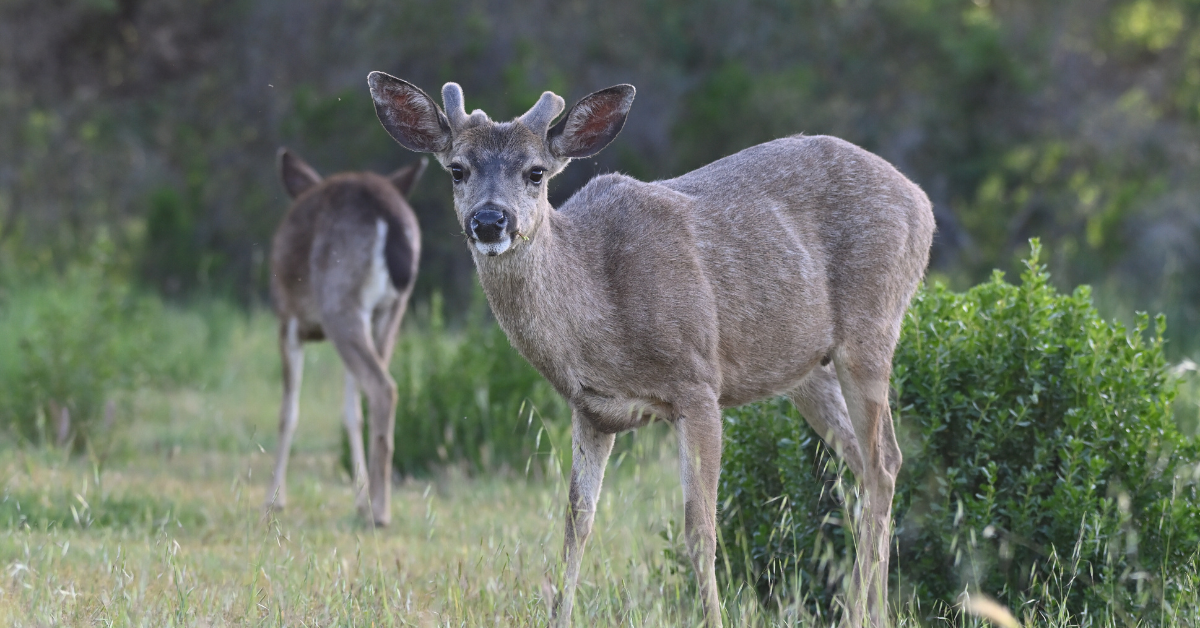 Columbian black-tailed deer hunting guide