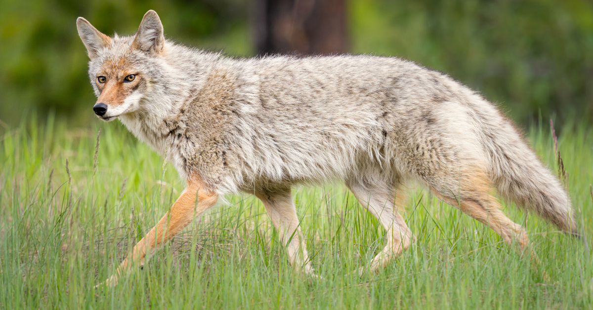 Coyote hunting guide