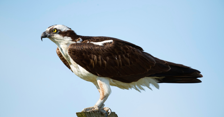 Osprey hunting guide