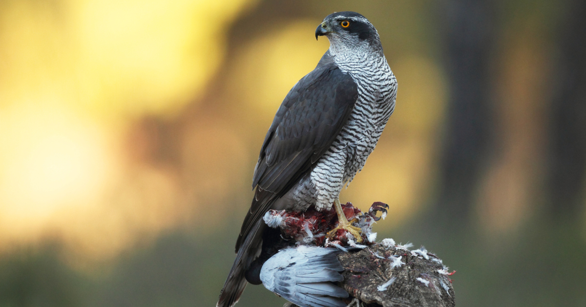 Eurasian Goshawks hunting guide