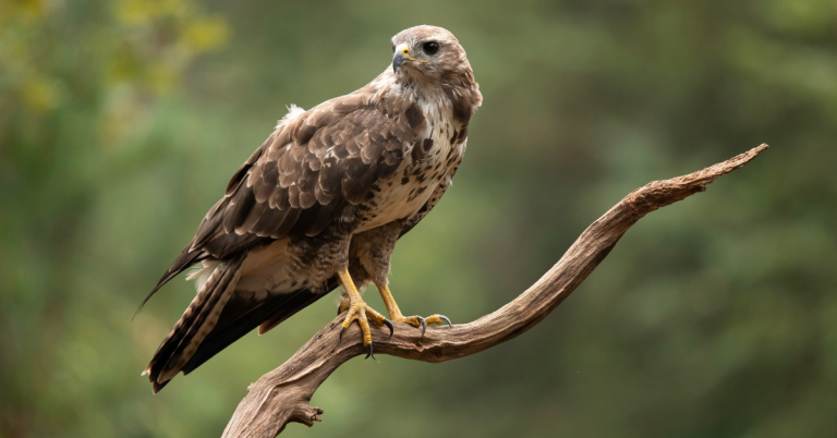 Common Buzzards hunting guide