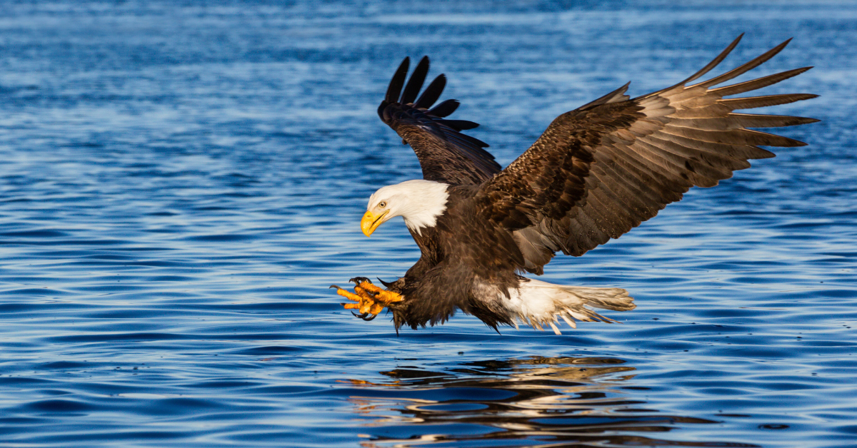 Bald eagle hunting guide