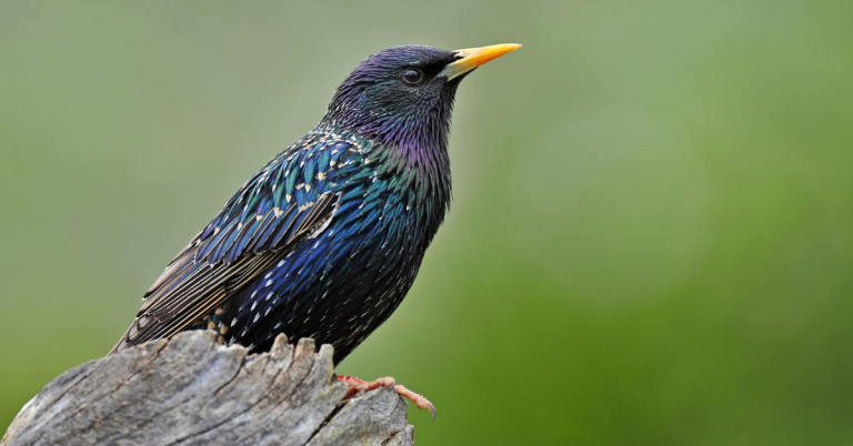 Starling hunting guide