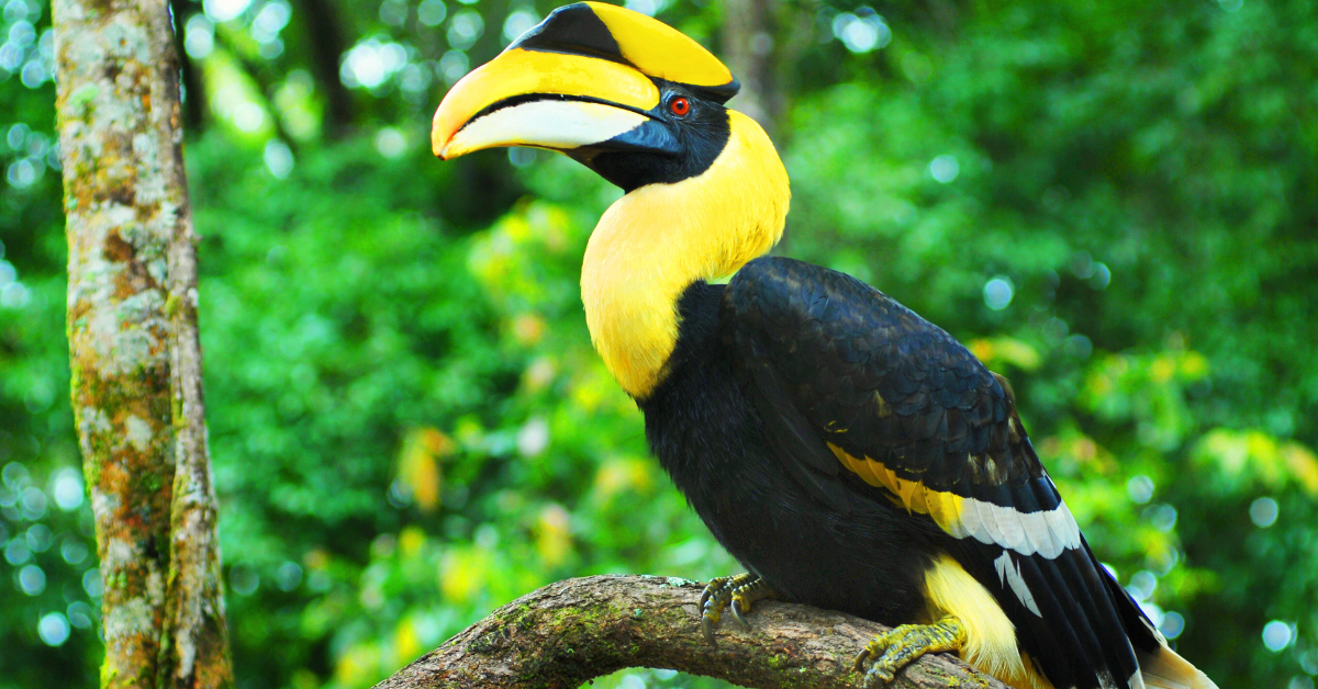 Hornbill hunting guide