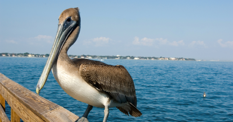 Pelican hunting guide