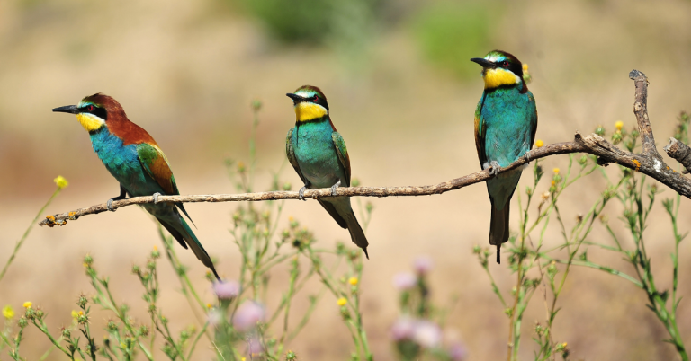 Bee-eater hunting guide