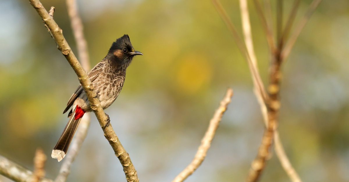 Bulbul hunting guide