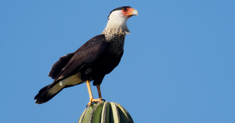 Crested caracaras hunting guide