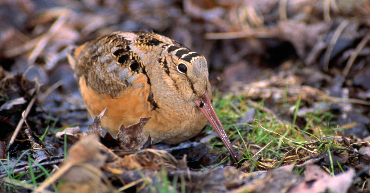 American Woodcock